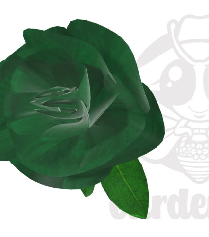 緑の薔薇フリー3DCG